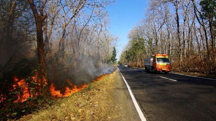 Modus Baru Pembakaran Hutan, karena Persaingan Politik